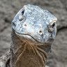 Komodo